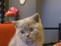 British shorthair kedimize yuva arıyoruz