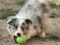 Ruhsatlı Eğitim Merkezinden Border Collie Yavrular