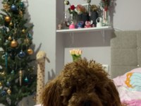 Toy poodle köpeği trabzon