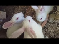 3 tane dişi beyaz tavşan satılıktır