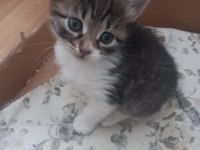 2 Aylık Yavru Tekir Kedimiz
