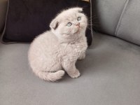 Küçük scottish fold minnoşum