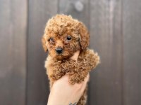 Poodle bebeklerimiz yeni yuvalarını bekliyor