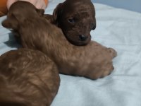 Kore red brown toy poodle