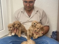 Orjinal Maltipoo Köpekler