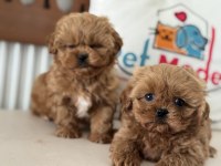 Petmode Köpek Çiftliğinde Ziyarete Açık Kore Maltipoo