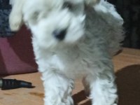UYGUN FİYAT KÖPEĞİMİZ