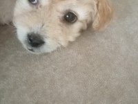 2 aylık dişi maltipoo köpeği
