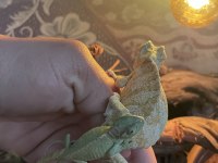 Zengin Renk Pigmentlerine Sahip Chamaeleon Bukalemun