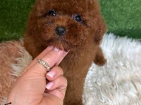 Aşılı Karneli Toy Poodle Yavrularımız