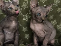 Naked Beauty Sphynx Cattery