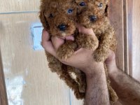 Toy poodle çokomeller