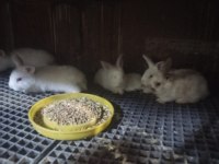 Yavru Tavşanlar Yeni Sahip Arıyor