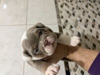Lilac tan tri color İngiliz bulldog