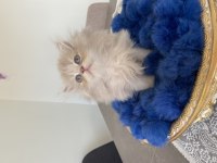 British Longhair Erkek Yavru