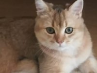 British shorthair golden