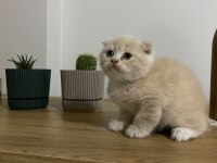 Ayı surat Scottish Fold Red Yavrumuz