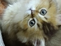 3 aylık erkek yavru british longhair