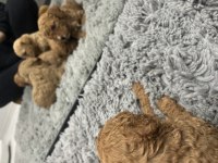 Toy poodle orjinal yavrular Dişi Erkek