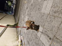 Chihuahua tatlı yavru köpeğimiz