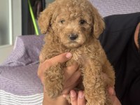 Orijinal poodle yavrular