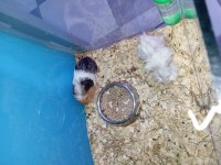 Yavru guinea pig