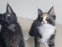 Değerini bilene özel XXL MAINE COON bebekleirm 