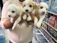 Orjinal Maltipoo Bebekler Aşılı Belgeli