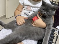 Adı duman 8 aylık kedim