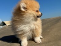 Pomeranian Boo yavrularımız ırk garantilidir