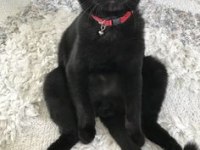 Scottish fold siyah renk erkek