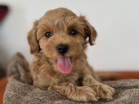 Kore kan maltipoo teacup bebeklerim