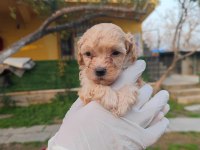 Orjinal maltipoo yavrular