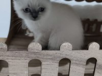 Ev ortamından sağlıklı scottish fold bebekler