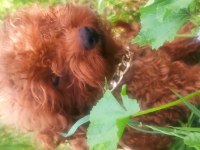 Kore poodle bebekler