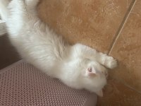 Evin neşesi iran kedisi