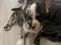 Mükemmel french bulldog yavrular hazır