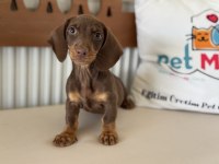 Petmode köpek çiftliğinden dachshund yavrumuz
