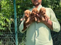 Maltipoo yavrular bir birinden güzel tatlı