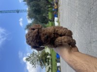 Yavru teslime hazır Toy Poodle