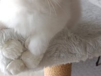1. SINIF KALİTE ŞECERELİ RAGDOLL BEBEKLER YUVALARINI ARIYOR