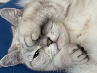 3 yaşında british shorthair