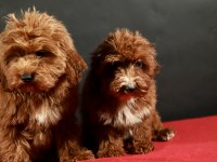 14 ŞUBAT DOĞUMLU MALTIPOO YAVRULAR