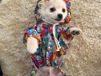 Eğitimli Pomeranian 8 Aylık Erkek