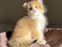 Mükemmel Kalite Golden Ny12 British Longhair