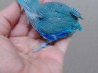 Erkek bebek forpus cep papağanı
