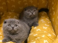 BABY FACE SCOTTISH FOLD YAVRULARIM 