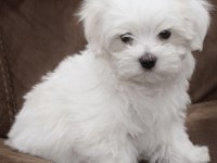 0 boy Maltese erkek yavru