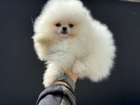 Petmode Köpek Çiftliğinde Ziyarete Açık Pomeranian