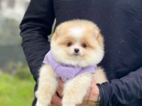 Pomeranian Teddy Face Yavru Köpekler